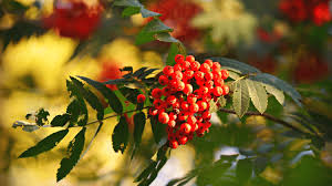 Vector illustration of red berries of mountain ash. Rowan Or Mountain Ash A Foraging Guide To Its Food And Medicine
