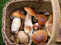 Manifestations, partagez vos cueillettes votre passion ! Sortie Champignons Avec Le Club Des Jardiniers Le Journal Du Gers