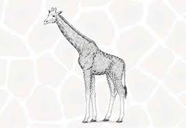 1) dessinez un rectangle qui définira les proportions et les limites du dessin choisi. Comment Dessiner Une Girafe Et Un Motif De Girafe Design Et Illustration Developpement De Sites Web Jeux Informatiques Et Applications Mobiles