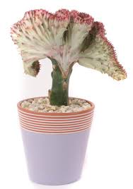 Reddit gives you the best of the internet in one place. Coral Cactus Care And Grafting Guide The Rex Garden
