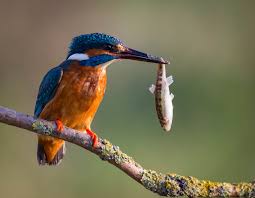 Animal Bird Wallpaper Fish Images Hd Kingfisher Bird Kingfisher