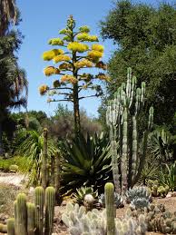 Cacti make great landscaping plants. Arizona Cactus Garden Wikipedia