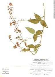 Image result for Desmodium intortum