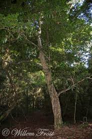 Image result for Ochna arborea
