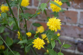 Image result for Kerria japonica