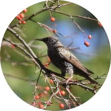 In september 2013, sky1 announced it was cancelling the show after two seasons. Bird Gard Prevent Damage By Starlings