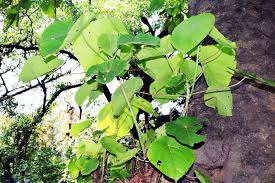 Image result for Macaranga schweinfurthii