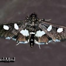 Image result for Disperis sp. nov. aff. macowanii