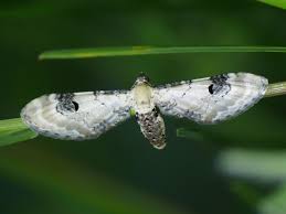 Image result for Eupithecia centaureata