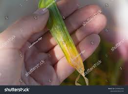 Image result for phytomyza gymnostoma