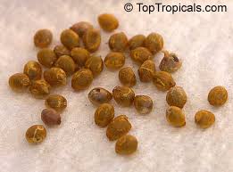 Image result for Pterocelastrus