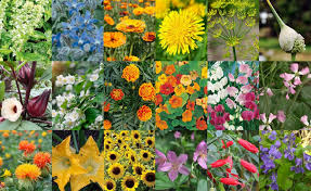 We did not find results for: Edible Flowers Root Grow Bloom Orlando S Premier Organic And Hydroponic Gardening Center