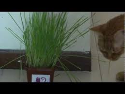 We did not find results for: Hierba Para Gatos Mercadona Mejor Precio Online