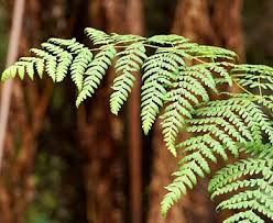 Image result for Histiopteris