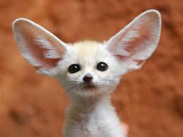Find your new best friend below—or adopt at a petco store. Keeping And Caring For Fennec Foxes As Pets