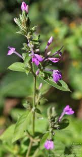 Image result for Justicia asystasioides