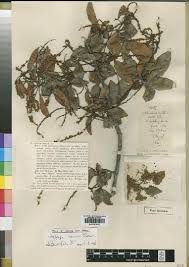 Image result for Allophylus pseudopaniculatus