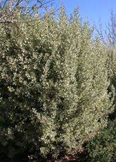 Buy Rhamnus Alaternus Variegata Argenteovariegata Online Bamboo Pipeline