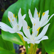 Flowers Home Garden Instagram Posts Instagram Flowers