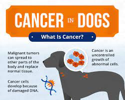 Primary lung cancer in dogs can be caused due to frequent exposure of the pet to the environmental pollutants and second hand smoke.another more common cause of canine lung cancer is spreading of the malignant cells from other affected body parts. Cancer In Dogs Causes Symptoms Treatments Canna Pet