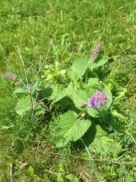 Image result for Tinnea eriocalyx