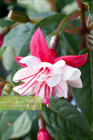 There fell a hot coal and burnt in his clothes a hole, now general monk is dead. Fuchsia General Mon Stock Photo By Elke Borkowski Image 0211714