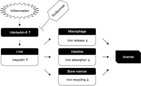 Hepcidin And Anemia Of Chronic Disease Inflammation Increases Download Scientific Diagram