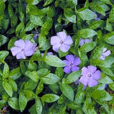 Image result for Vinca minor