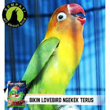 Jenis burung lovebird berikut ini hampir mirip dengan lovebird topeng dengan terdapatnya warna hitam pada bagian muka nya menjadikan lovebird ini hampir tidak. Pakan Burung Lovebird Kemasan Plastik Ekonomis Ebod Jaya Shopee Indonesia