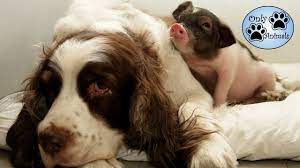 We did not find results for: Mini Pigs Playing With Dogs Compilation Youtube