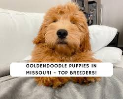 Responsible breeders are clearly committed to work towards the recognition of the breed and the enforcement of best breeding practices for mini goldens. Goldendoodle Puppies In Missouri Top 5 Breeders 2021 We Love Doodles