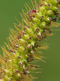 Image result for Setaria parviflora