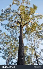 Image result for Eucalyptus cloeziana