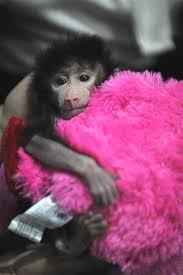 Gaziantep Mayor Visits Abandoned Baby Baboon Named Little Prince Baboon Abandoned Animals