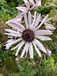 Image result for Berkheya setifera