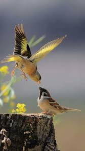 Pin Von Monica Auf A N I M A L S Tiere Schon Natur Tiere Ausgestopftes Tier