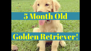 Hawk enjoys playing with his brothers and has such a great temperament. 5 Month Old Golden Retriever Training Youtube