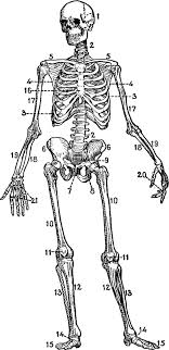 Antique Skeleton Diagram Clip Art Vintage Fangirl Clip Art Vintage Skeleton Drawings Human Skeleton Anatomy