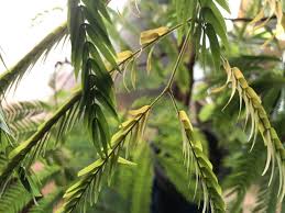 エバーフレッシュとねむの木の違いとは 葉が落ちる原因についても Konoha Boy 植物を育てると365日が楽しくなるブログ