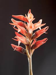 Image result for Cyathula lanceolata