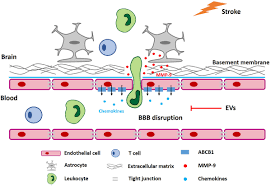 This organization is not bbb accredited. Neural Progenitor Cell Derived Extracellular Vesicles Enhance Blood Brain Barrier Integrity By Nf Kb Nuclear Factor Kb Dependent Regulation Of Abcb1 Atp Binding Cassette Transporter B1 In Stroke Mice Arteriosclerosis Thrombosis And Vascular Biology