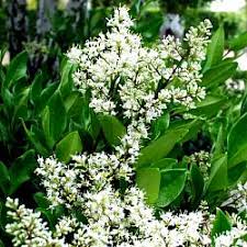 Image result for Ligustrum