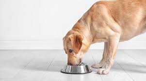 How much should i feed my lab puppy? Best Dog Foods For Labrador Retrievers Puppies Adults Seniors