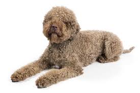Lagotto Romagnolo Dog Breed Information