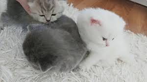 yavru kediler scottish fold kedi sahiplendirme youtube