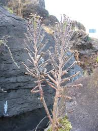 Kalanchoe Delagoensis Wikispecies