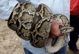 Hunters Target Everglades Burmese Pythons In South Florida Python Challenge Event Photo Lynne Sladky Ap Burmese Python Everglades Animals Python