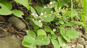 Image result for Bouffordia