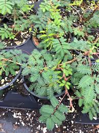 Image result for Mimosa mossambicensis