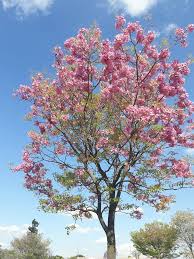 Image result for Stereospermum kunthianum